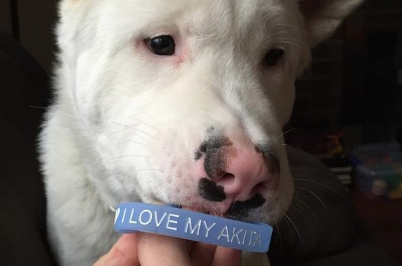 I Love My Akita Wristband featuring cute snow white Akita
