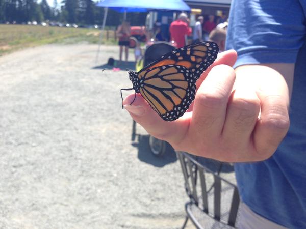 monarch butterfly on man's finger