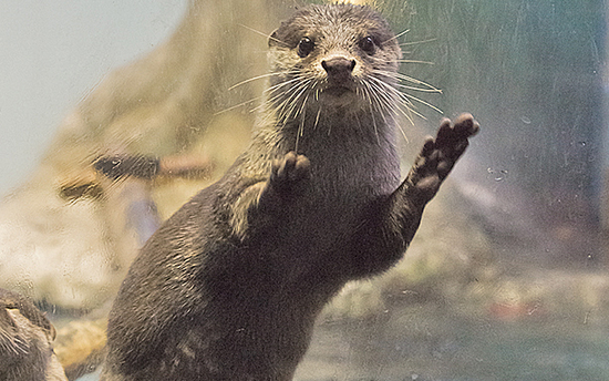 dancing otter caught boogying