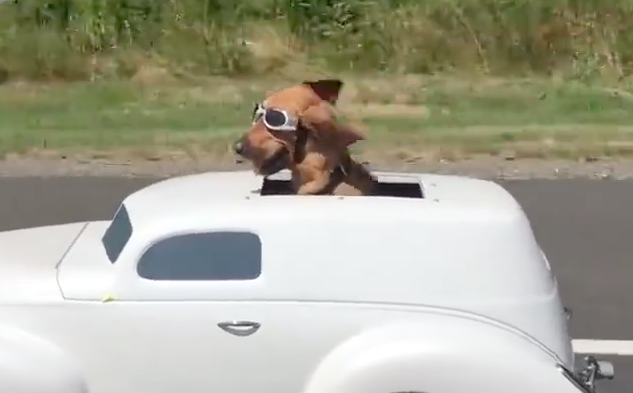 happiest dog on earth gets pulled along by biker