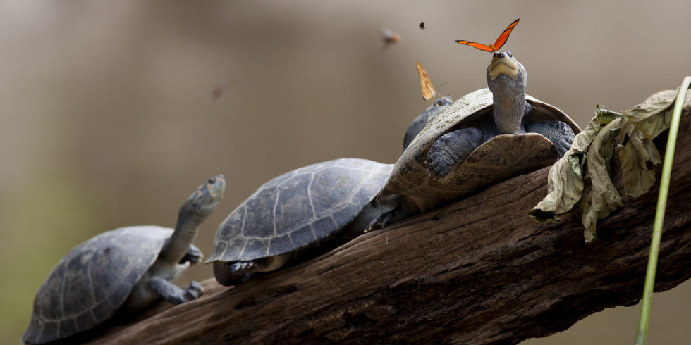 butterfly on turtle drinking its tears