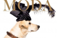 pup wearing funny hat on fake magazine cover
